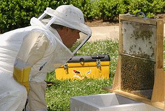กี่ผึ้งอาศัยอยู่ในธรรมชาติ