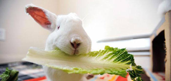 กระต่ายแตงโมเปลือกสามารถ: คุณสมบัติของโภชนาการและคำแนะนำ
