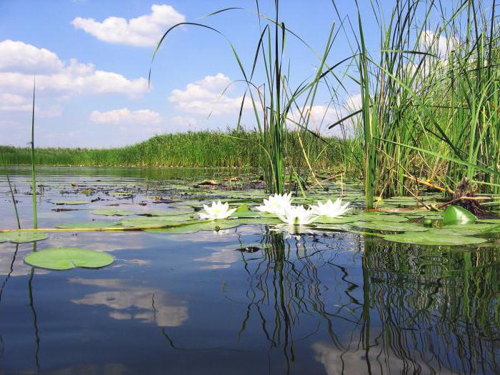 Voronezh: ภูมิอากาศทรัพยากรนิเวศวิทยา